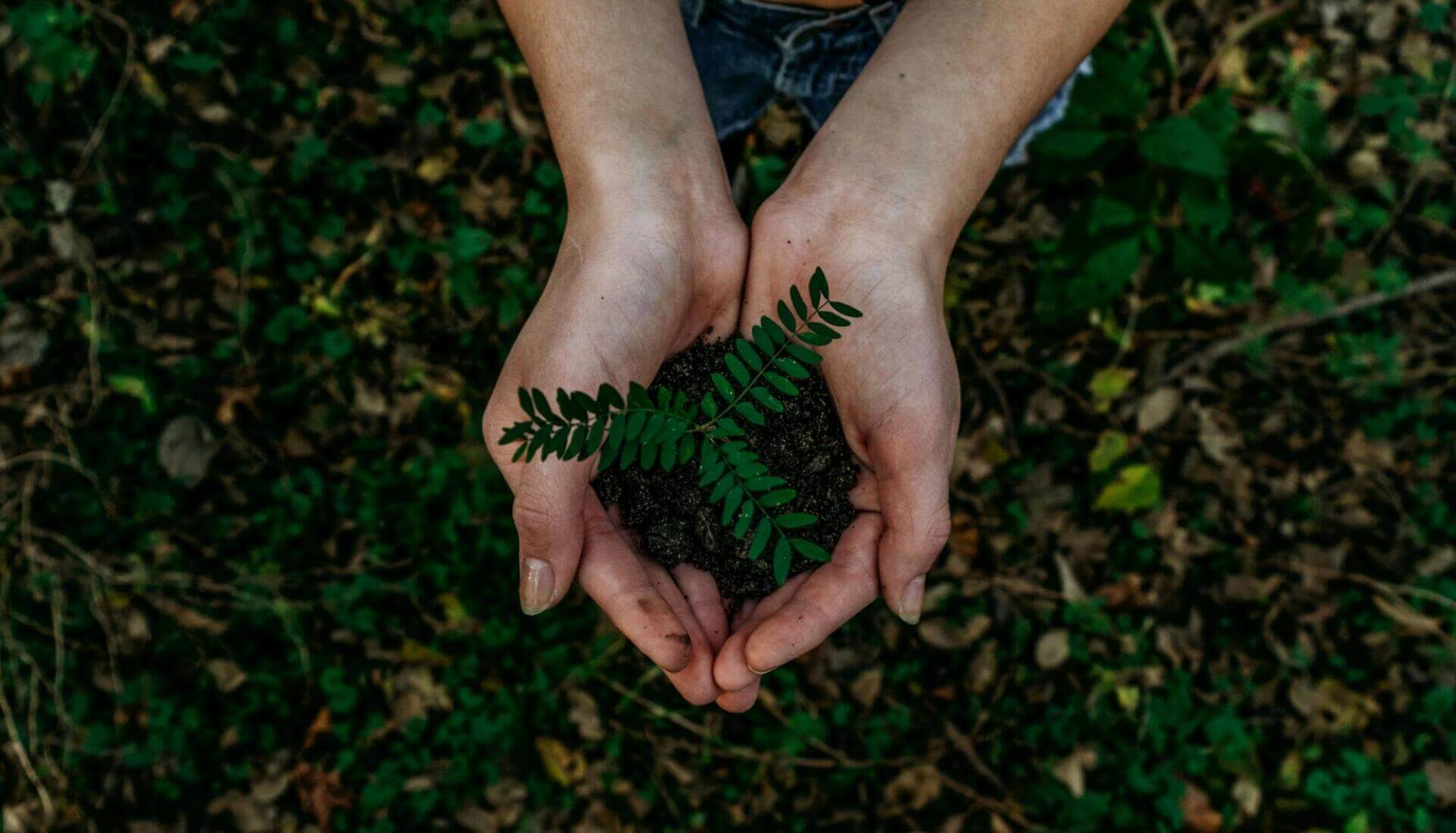 plants